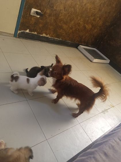 หมา รูปที่ 9