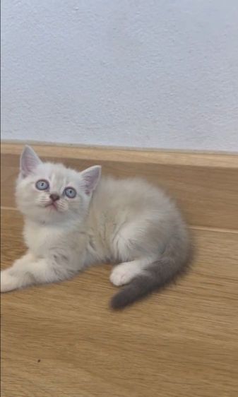 สก็อตติช รูปที่ 3