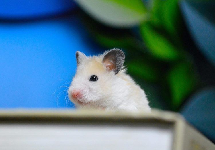 แฮมเตอร์ ไจแอนท์ยุโรป รูปที่ 4