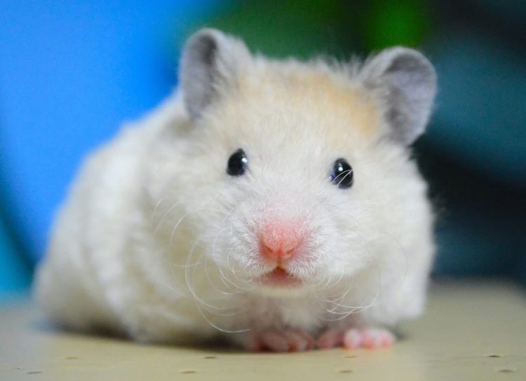 แฮมเตอร์ ไจแอนท์ยุโรป รูปที่ 3