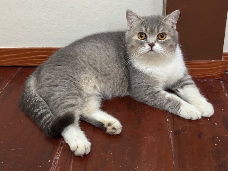 แมวพันธุ์ British shorthair  รูปที่ 2