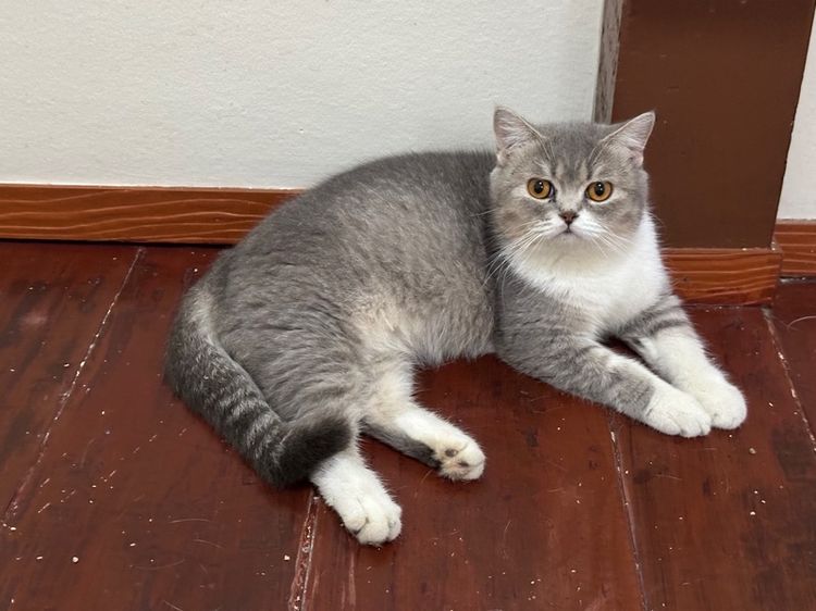 แมวพันธุ์ British shorthair  รูปที่ 3