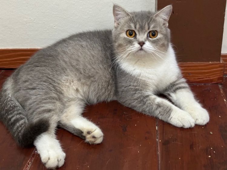บริติช ชอร์ตแฮร์ (British Shorthair) แมวพันธุ์ British shorthair 