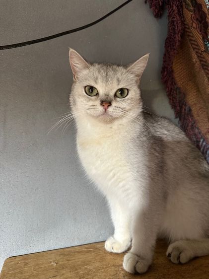 แมวพันธ์ British shorthair  รูปที่ 4