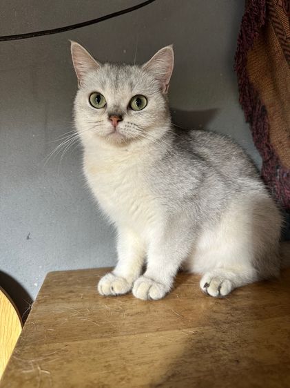 แมวพันธ์ British shorthair  รูปที่ 5