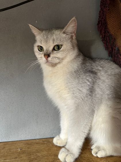 แมวพันธ์ British shorthair  รูปที่ 6