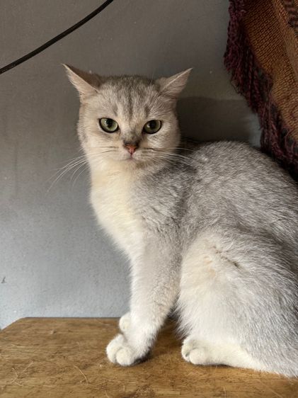 บริติช ชอร์ตแฮร์ (British Shorthair) แมวพันธ์ British shorthair 