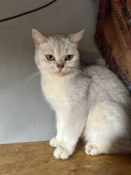 แมวพันธ์ British shorthair  รูปที่ 3