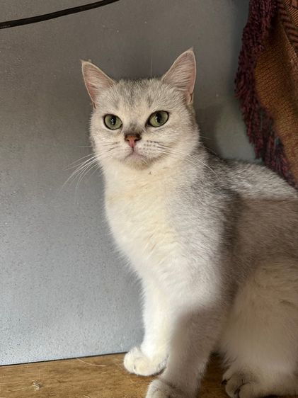 แมวพันธ์ British shorthair  รูปที่ 2