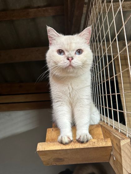แมวพันธุ์ British shorthair  รูปที่ 2