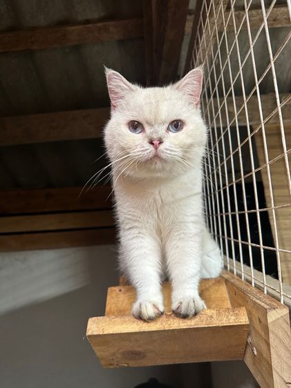 แมวพันธุ์ British shorthair  รูปที่ 3