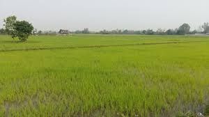 ที่ดินเปล่า รูปที่ 3