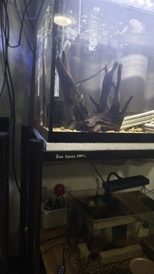 ตู้ปลา รูปที่ 2