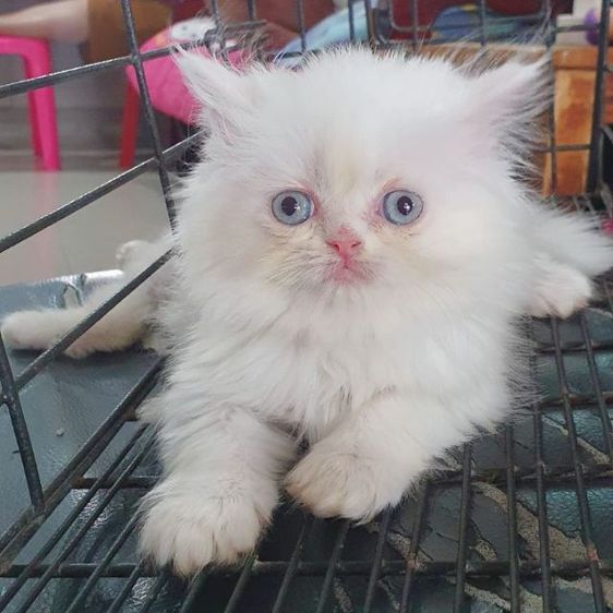 ขายค่ะ เมีย เปอร์เซียแท้ กทม. พระรามสอง เทียนทะเล20 รูปที่ 4