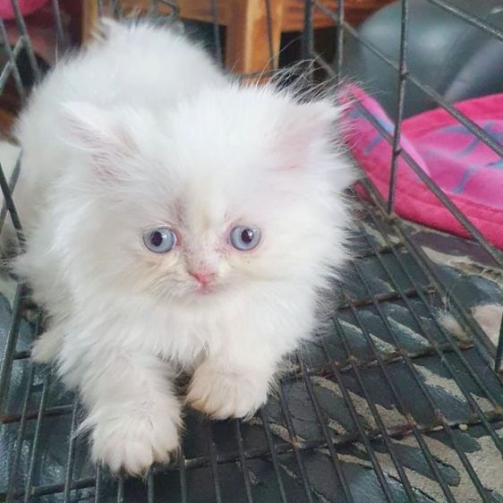 ขายค่ะ เมีย เปอร์เซียแท้ กทม. พระรามสอง เทียนทะเล20 รูปที่ 2