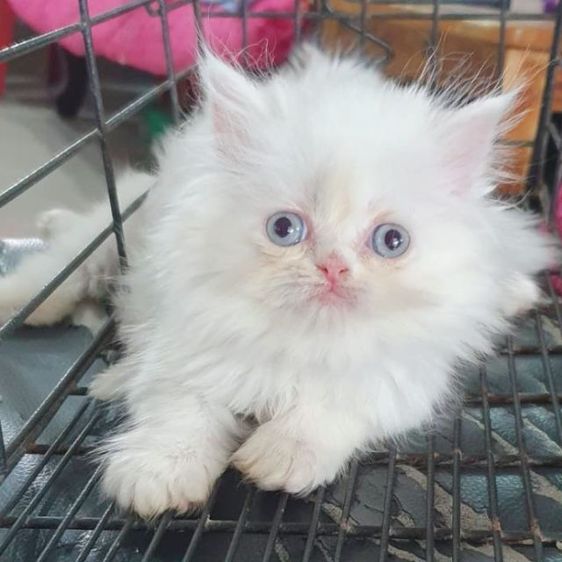 ขายค่ะ เมีย เปอร์เซียแท้ กทม. พระรามสอง เทียนทะเล20 รูปที่ 5