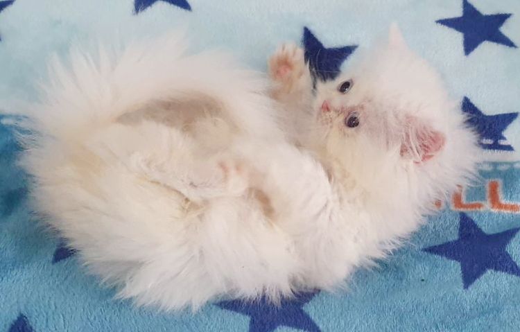 ขายค่ะ เมีย เปอร์เซียแท้ กทม. พระรามสอง เทียนทะเล20 รูปที่ 3