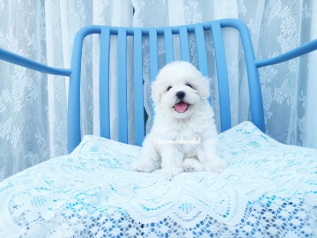 พุดเดิ้ลทอย. ผู้  พุดเดิ้ลไทนี่ทอย. เมีย รูปที่ 4