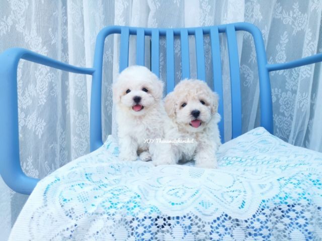 พุดเดิ้ลทอย. ผู้  พุดเดิ้ลไทนี่ทอย. เมีย