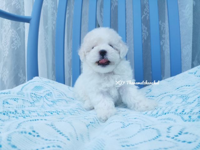 พุดเดิ้ลทอย. ผู้  พุดเดิ้ลไทนี่ทอย. เมีย รูปที่ 9