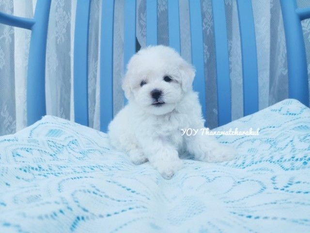 พุดเดิ้ลทอย. ผู้  พุดเดิ้ลไทนี่ทอย. เมีย รูปที่ 10