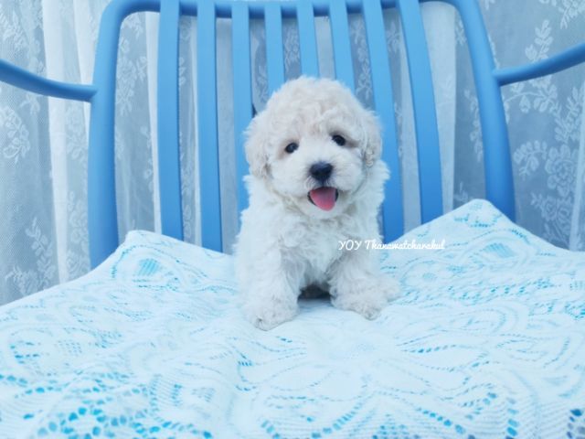 พุดเดิ้ลทอย. ผู้  พุดเดิ้ลไทนี่ทอย. เมีย รูปที่ 5