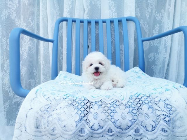 พุดเดิ้ลทอย. ผู้  พุดเดิ้ลไทนี่ทอย. เมีย รูปที่ 3