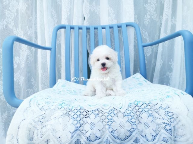 พุดเดิ้ลทอย. ผู้  พุดเดิ้ลไทนี่ทอย. เมีย รูปที่ 2