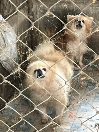 ปอมแท้ร้อยเอ็ดแบ่งเลื้ยง รูปที่ 6