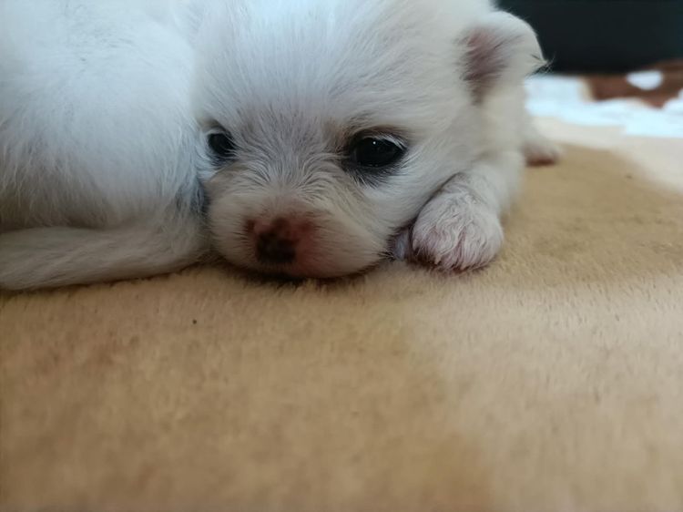 ปอมแท้ร้อยเอ็ดแบ่งเลื้ยง รูปที่ 3