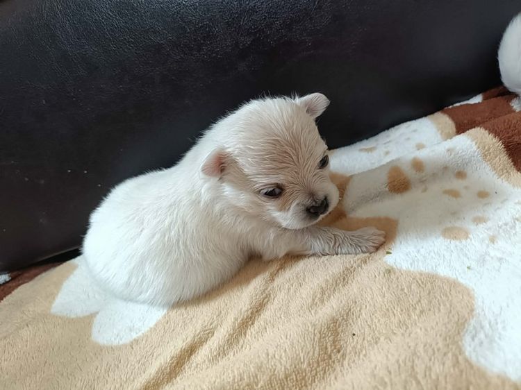 ปอมแท้ร้อยเอ็ดแบ่งเลื้ยง รูปที่ 5