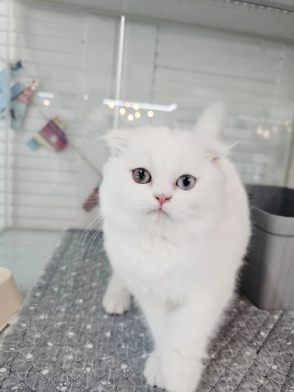 สก็อตติช โฟลด์ (Scottish Fold) ดญ ดช สก๊อตติช หูพับ หูตั้ง หลายตัวจ้า