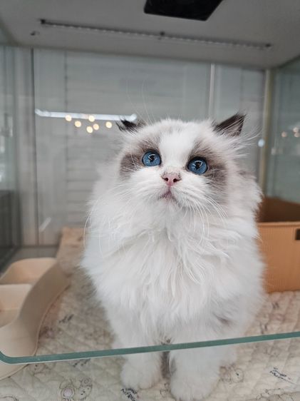 แมวแร็กดอล รูปที่ 4