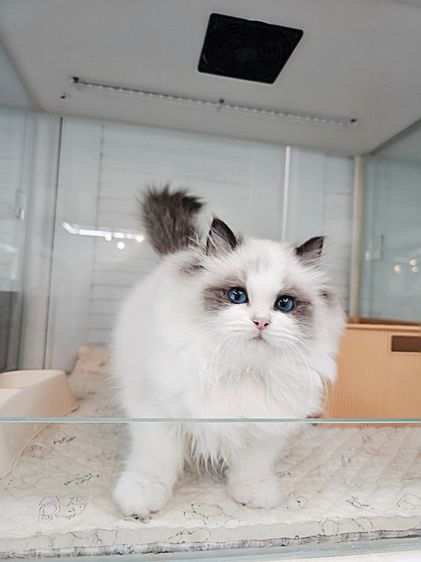 แมวแร็กดอล รูปที่ 2