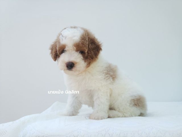 พุดเดิ้ลมิเนเจอร์เพศเมีย รูปที่ 2