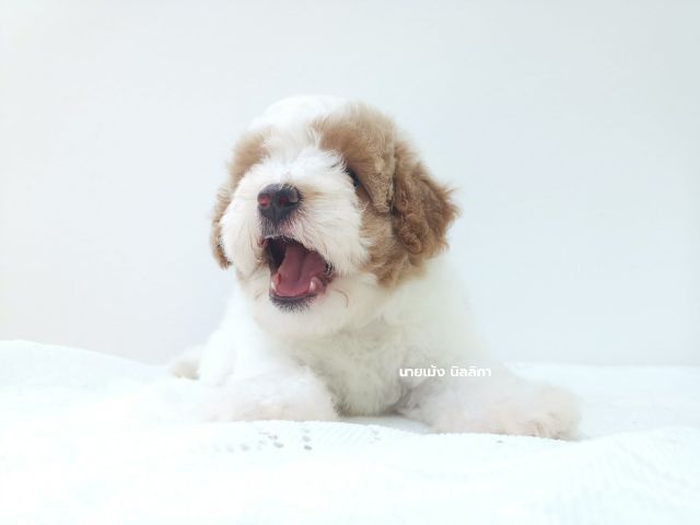 พุดเดิ้ลมิเนเจอร์เพศเมีย