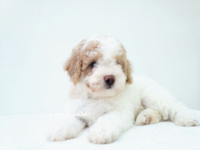 พุดเดิ้ลมิเนเจอร์เพศเมีย รูปที่ 5