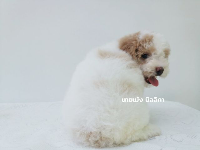 พุดเดิ้ลมิเนเจอร์เพศเมีย รูปที่ 8