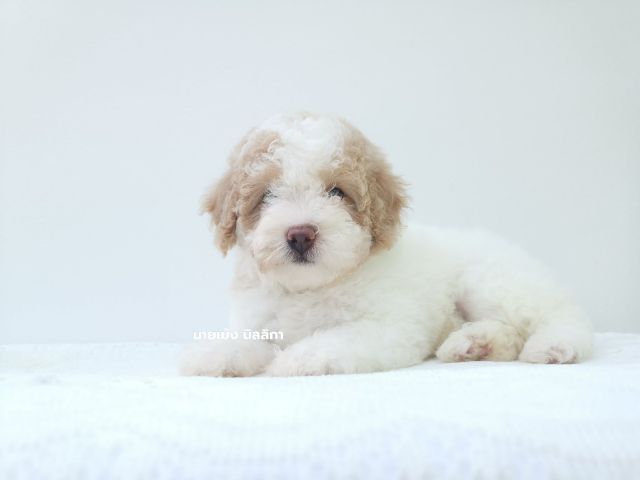 พุดเดิ้ลมิเนเจอร์เพศเมีย รูปที่ 6