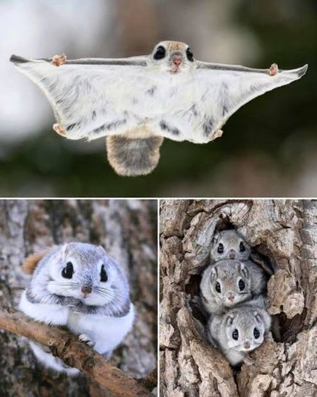 กระรอกบินญี่ปุ่น