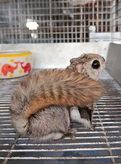 กระรอกบินญี่ปุ่น รูปที่ 6