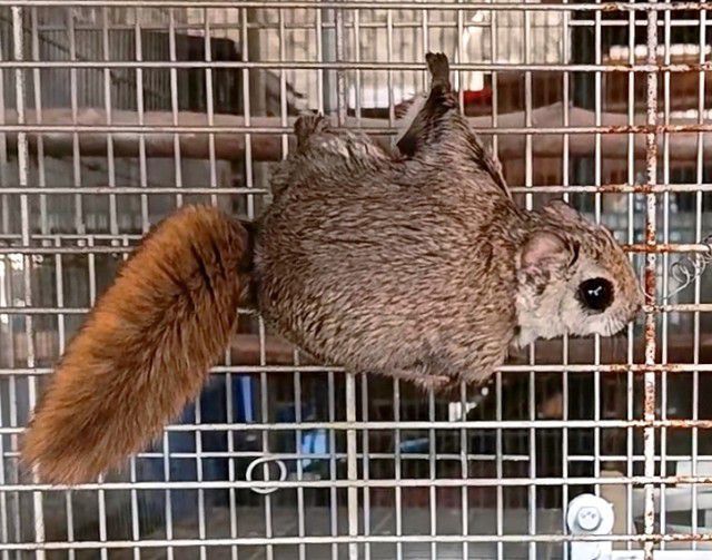 กระรอกบินญี่ปุ่น รูปที่ 4