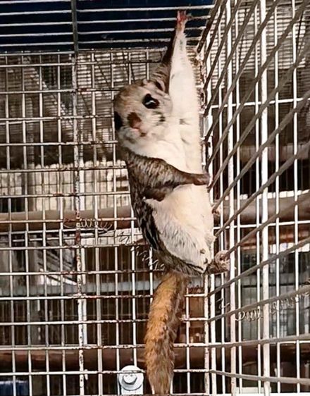 กระรอกบินญี่ปุ่น รูปที่ 3