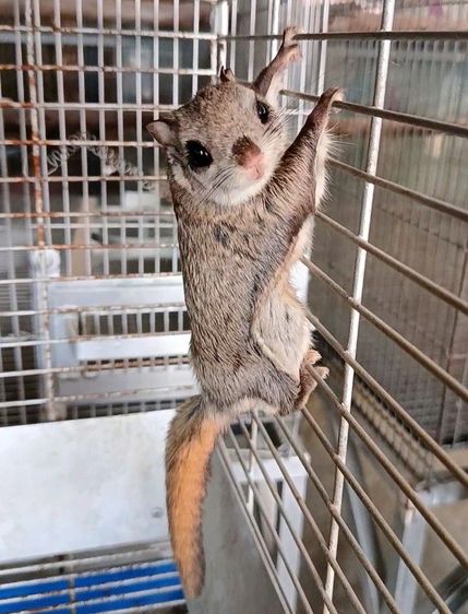 กระรอกบินญี่ปุ่น รูปที่ 2