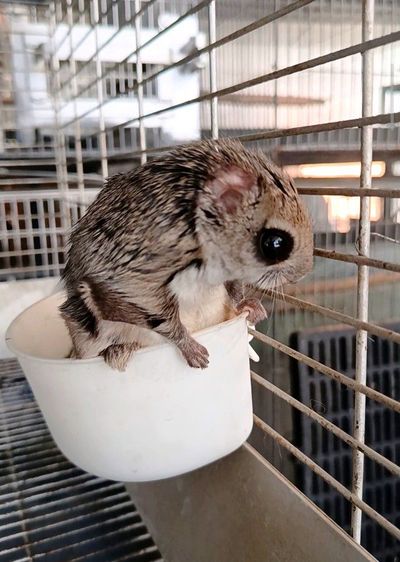 กระรอกบินญี่ปุ่น รูปที่ 7