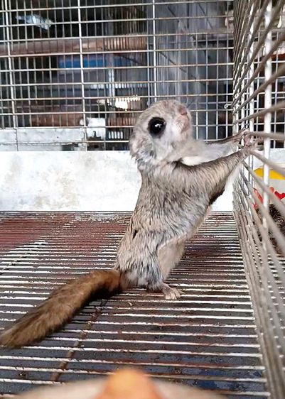 กระรอกบินญี่ปุ่น รูปที่ 5