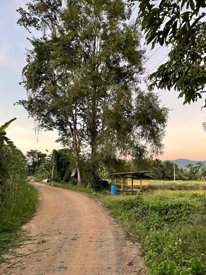 ขายด่วน รีบใช้เงิน รูปที่ 4