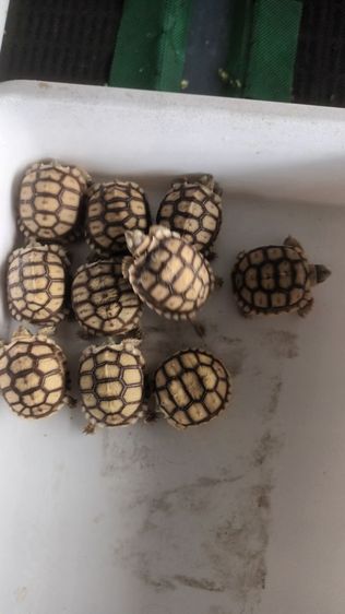 ยกได้ครับ10ตัว รูปที่ 4