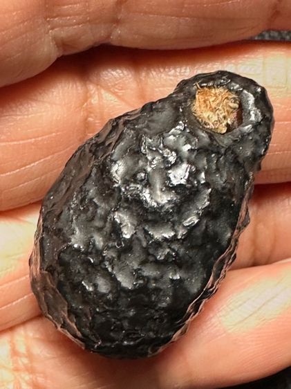 หมากทุยล.ป.เอี่ยม เก่า ลงรักเดิม