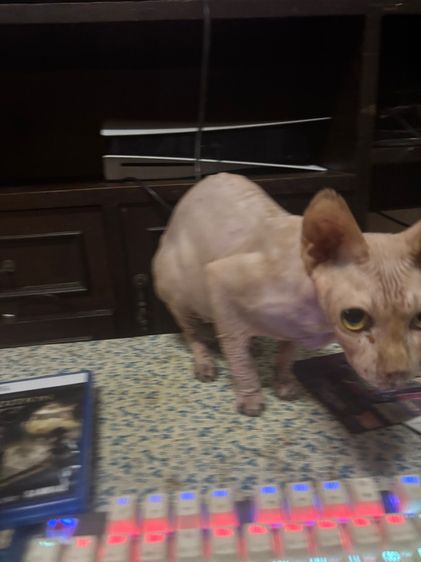 แมวสปริงโตแล้ว รูปที่ 3